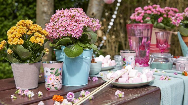 Besonders schön sieht es aus, wenn mehrere Kalanchoë Garden in passenden Übertöpfen nebeneinander arrangiert werden. Bild: GPP. Besonders schön sieht es aus, wenn mehrere Kalanchoë Garden in passenden Übertöpfen nebeneinander arrangiert werden. Bild: GPP.