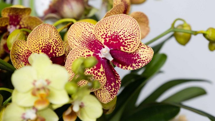 Orchideen zeichnen sich neben ihrem stilvollen Charakter, ihrer Vielfalt und Pflegeleichtigkeit auch durch eine sehr lange Haltbarkeit aus. Bild: Orchidsinfo. Orchideen zeichnen sich neben ihrem stilvollen Charakter, ihrer Vielfalt und Pflegeleichtigkeit auch durch eine sehr lange Haltbarkeit aus. Bild: Orchidsinfo.