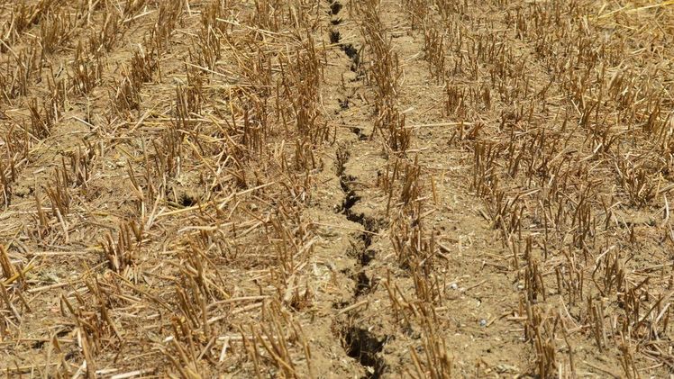 Dürreschäden auf Ackerboden. Bild: Andrea Carri.