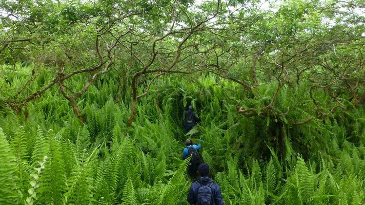 Vegetationsdynamik auf dem Galapagos-Archipel: Einheimische Scalesia-Bäume wurden zunehmend durch nicht-einheimische Guaven, aber auch durch heimische Schwertfarne verdrängt. Bild: ©Anna Walentowitz.