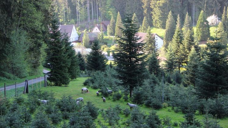 Weihnachtsbaumkultur an der Mittelmühle in Adelberg, Baden-Württemberg. Bild: IGW.