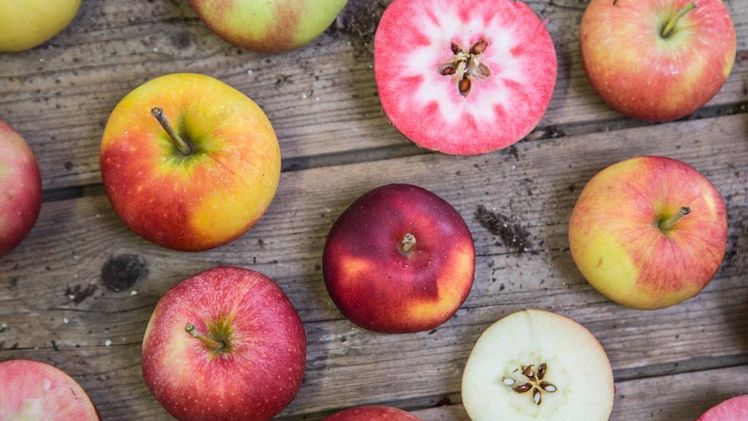Außen rot - innen rot? Auf der Landesgartenschau lässt sich vom 27. September bis 3. Oktober im Pavillon des Bayerischen Landwirtschaftsministeriums der Apfel in seiner ganzen Vielfalt erleben und mit rotfleischigen Sorten auch Neues entdecken. Bild: © LWG Veitshöchheim.