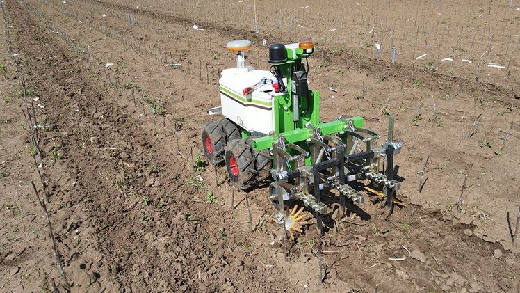 Oz 440 im Einsatz zwischen den aufgeschulten Bäumen mit 90 cm Reihenabstand. Die Bearbeitung erfolgt mit Hackscharen und Fingerhacken. Bild: Jonas Maußner/© LWG Veitshöchheim.