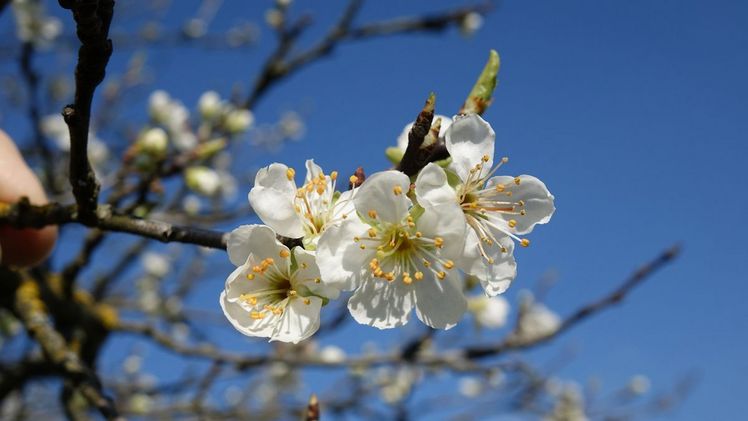 Löhrpflaumenbäume blühen früh und können dadurch anfällig für die Folgen von Spätfrösten sein. Bild: Fructus.