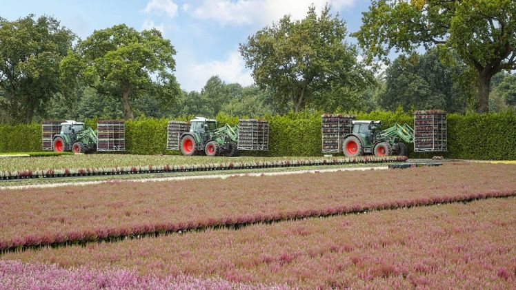 Baumschule Leffers produziert 2 Millionen Gardengirls. Bild: Leffers.