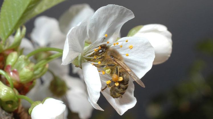 Die Lebenszyklen und Blühzeitpunkte sind bei Bienen nicht mehr aufeinander abgestimmt. Bild: BLE.