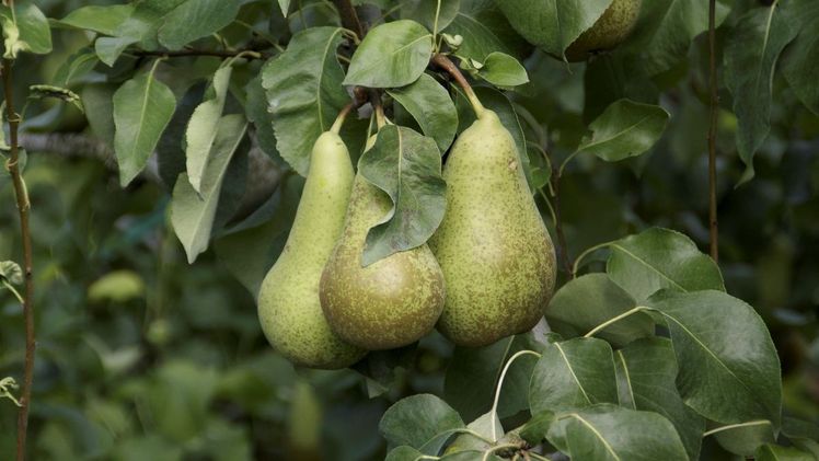 Bei optimaler Lagerung sind Birnen von Anfang August bis im Frühjahr erhältlich. Bild: lid.ch, ji.