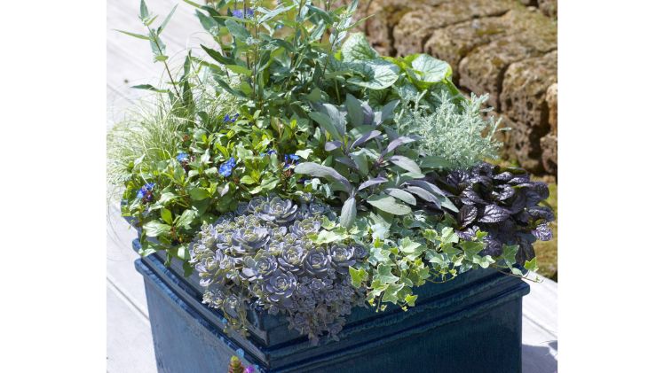 Pflanzen bereiten viele herbstlich schöne Augenblicke. Wer auf der Suche nach den passenden Lieblingspflanzen ist, findet viele Tipps rund um Auswahl, Einkauf und Pflege auf der Internetseite https://natuerlich-schoene-augenblicke.de. Bild: GMH.