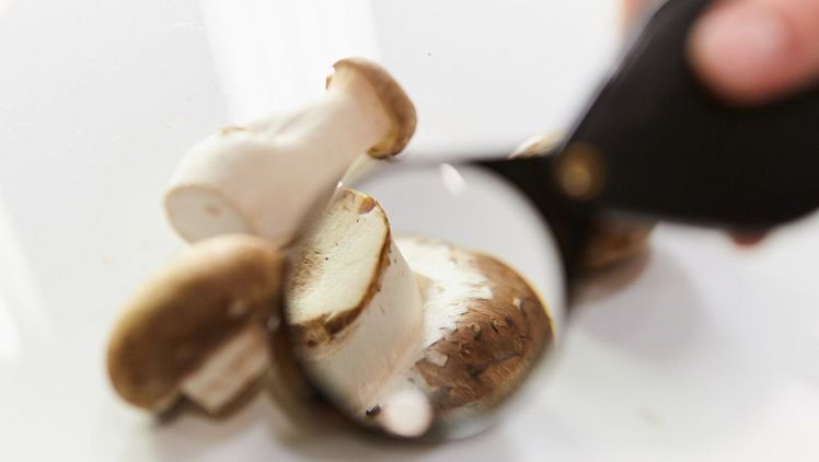 Laut einer aktuellen Studie aus Singapur kann der regelmäßige Verzehr von Speisepilzen das Risiko für ein schlechter werdendes Gedächtnis reduzieren. Bild: GMH/BDC.