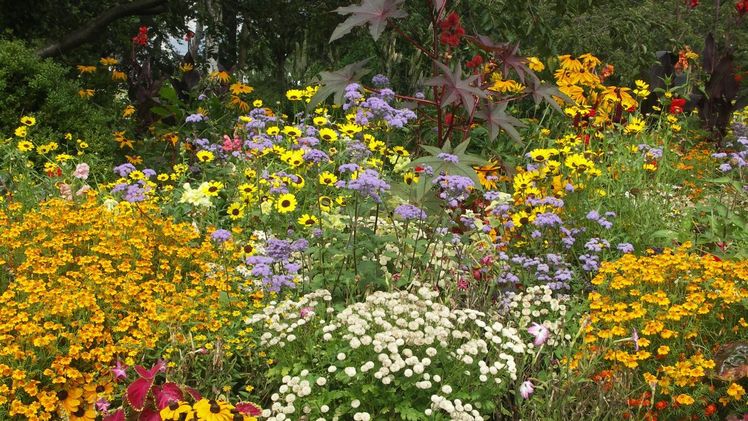 Pflanzen profitieren von den bodenverbessernden Eigenschaften des Rindenhumus. Bild: GGS.