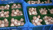 Insgesamt haben Pilze in der Schweiz einen wichtigen Platz in der Ernährung eingenommen. Bild: GABOT.