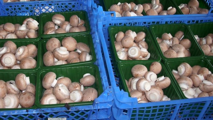 36% der Befragten bekunden, häufig (33%) oder ausschließlich (3%) Bio-Lebensmittel zu kaufen. Bild: GABOT.