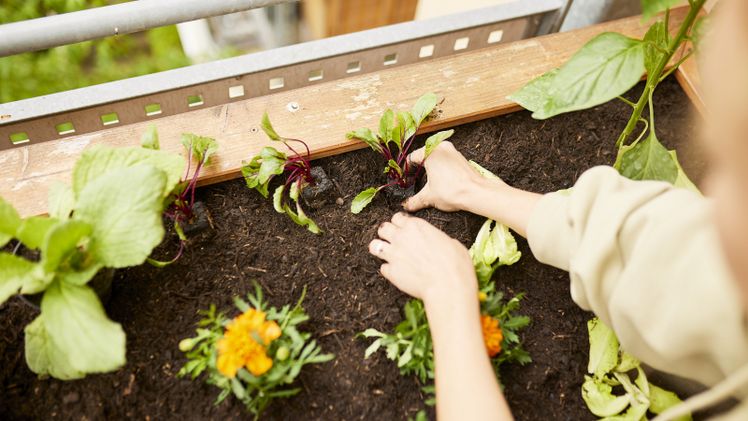 Die neue COMPO BIO Hochbeeterde wurde speziell für den Einsatz als dritte Schicht im Hochbeet entwickelt. Bild: © COMPO GmbH.