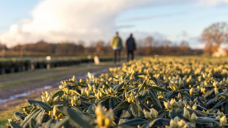 Gerstenkorn produziert jährlich ca. 400.000 Rhododendron. Bild: Gerstenkorn. 