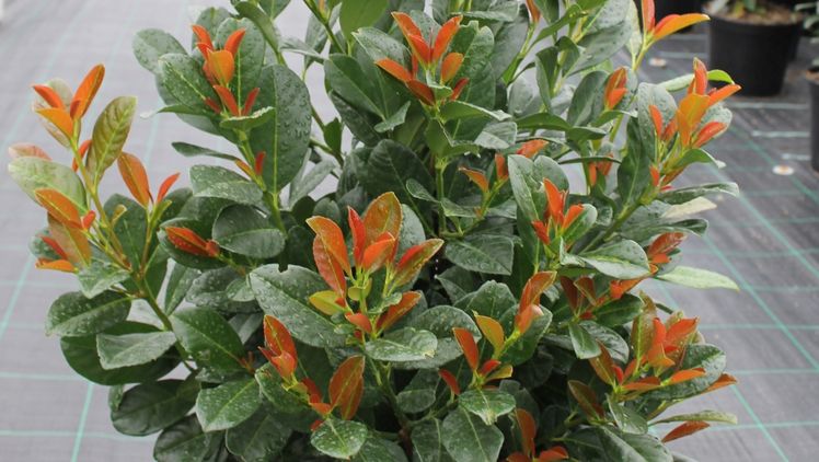 Bonaparte® hat alles, was ein guter Lorbeer braucht. Bild: Plantipp.