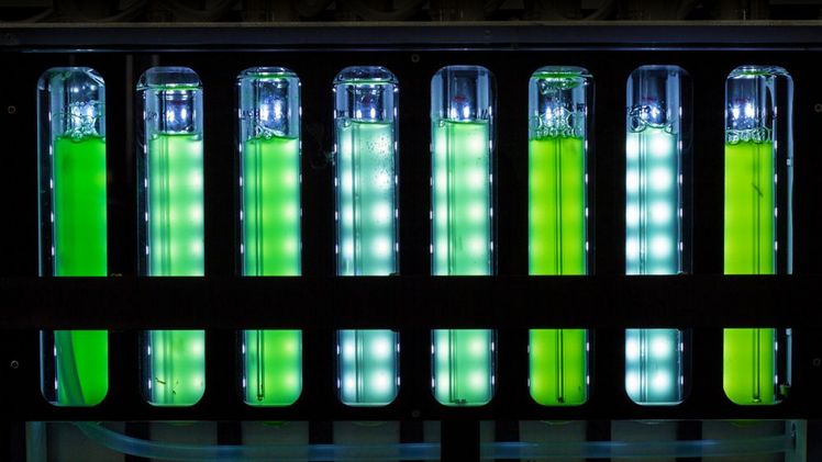 RNA-Schere mit mehreren Funktionen Scharfschalten von CRISPR/Cas-Systemen durch ein Enzym, das auch das Umschreiben von Genen in Proteinen kontrolliert. Bild: Dominik Kopp.