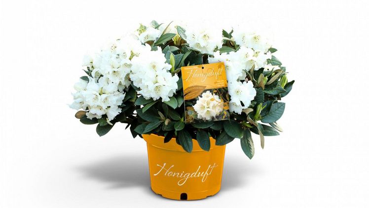 Rhododendron. Bild: Heinje.