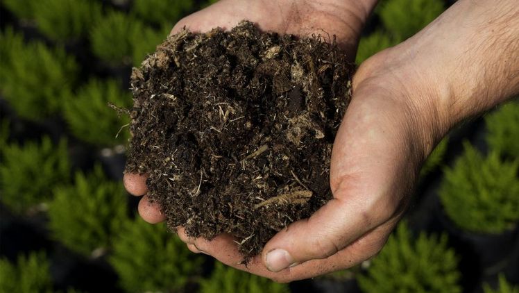 Das Substrat unterstützt die mikrobielle Belebung, während der organische Dünger Pflanzen und Mikroorganismen mit Nährstoffen versorgt. Bild: Theilen Pflanzen.