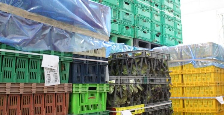 IFCO verzeichnet Wachstum in 2018. Bild: GABOT.