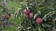Die Züchtung neuer Apfelsorten ist langwierig und aufwändig und dauert mit herkömmlichen Methoden bis zu mehreren Jahrzehnten. Foto: Angelika Sontheimer.