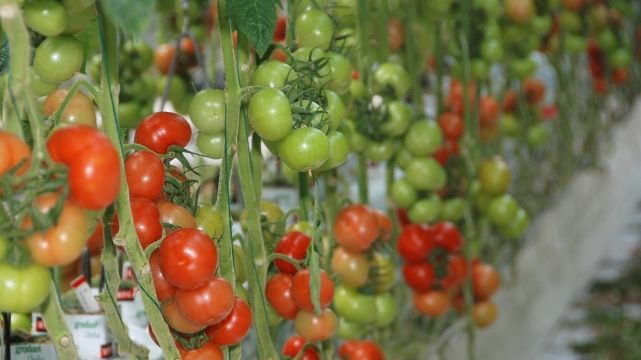 Im Rheinland steht nicht der Ertrag im Vordergrund, sondern der Geschmack der Früchte. Bild. GABOT.