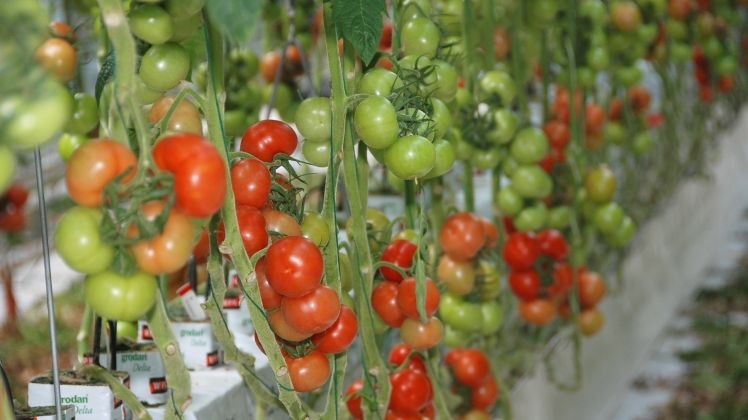 Der Verbraucher wird weiterhin gesunde, attraktive und geschmackvolle Tomatensorten kaufen können. Bild: GABOT.