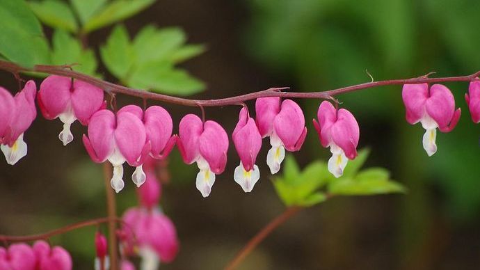 Tränendes Herz (Lamprocapnos spectabilis; Syn: Dicentra spectabilis) ist die Giftpflanze des Jahres 2017. Bild: Helge Masch.