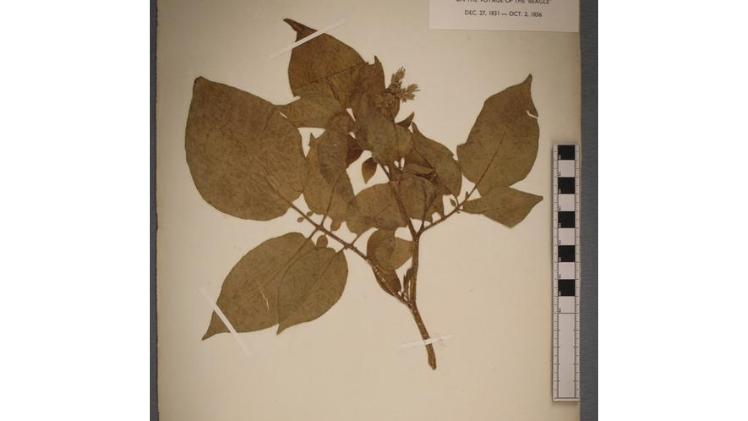 Ein Exemplar des Herbars Solanum tuberosum (Kartoffel), das auf dem Chonos-Archipel in Chile von Charles Darwin während seiner Expedition auf der HMS “Beagle” gesammelt und konserviert wurde. Bild: Cambridge University Herbarium.
