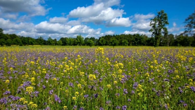 Blühfläche des Landwirts Bernd Pieper aus Papenburg. Bild: miwefotos. Blühfläche des Landwirts Bernd Pieper aus Papenburg. Bild: miwefotos.