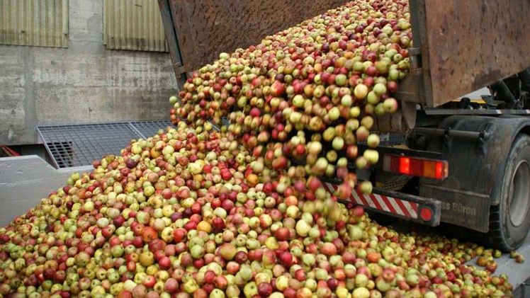 In der Südschweiz gab es mehr Mostobst als in nördlichen Gebieten. Bild: ji.