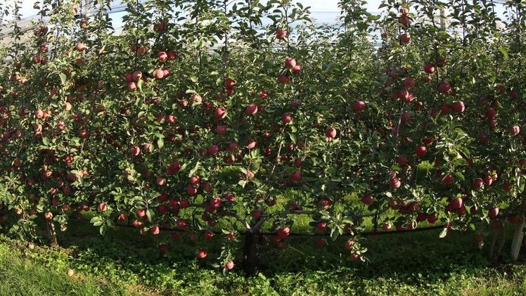Mehrachsiger BiBaum. Der Baumabstand ist größer als beim Spindelbaum. Bild: Jürgen Christanell, Südtiroler Beratungsring für Obst und Weinbau. 