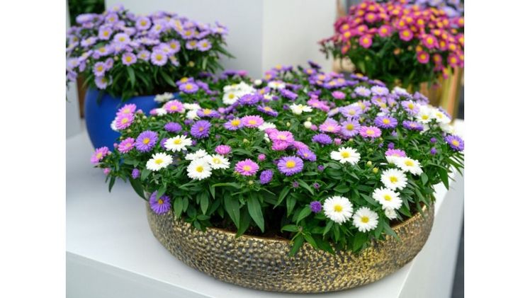 Die neu aufgelegte Aster-Tiara®-Serie bietet eine frische Interpretation der traditionellen Aster. Bild: Jan de Koning, Royal Van Zanten.