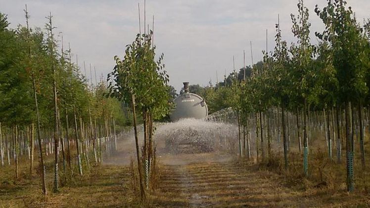 Durchdringende Bewässerung in einem Baumschulquartier. Bild: Landesverband Westfalen-Lippe im Bund Deutscher Baumschulen e.V.
