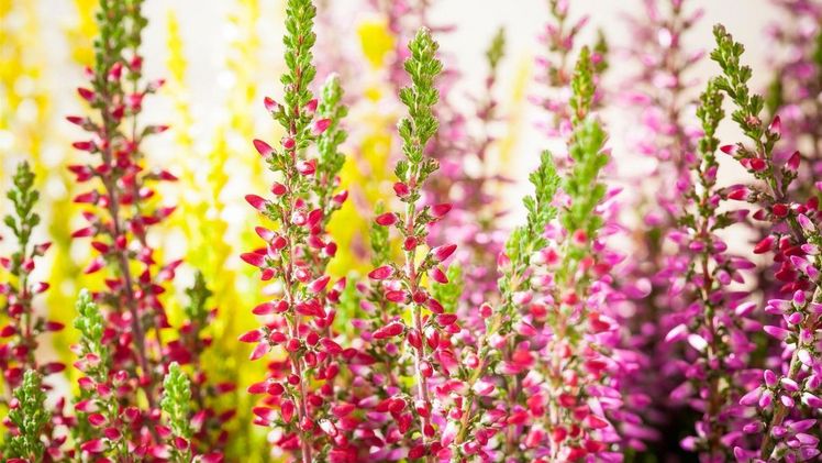 Der Herbst wird bunt. Bild: landgard-pictures.com. Der Herbst wird bunt. Bild: landgard-pictures.com.