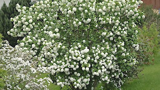 Der Echte Schneeball ist mit seinen weißen Blütenbällen ein Highlight im Garten. Bild: Botanikfoto/Blumenmarketing Austria.