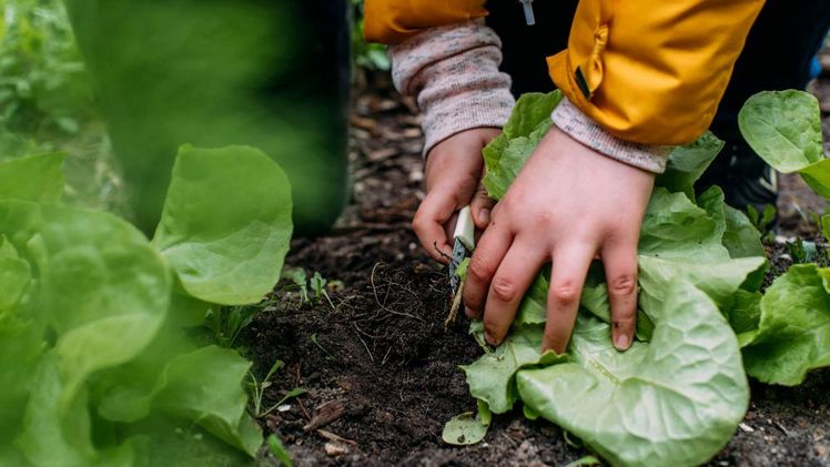 ALDI SÜD feiert Partnerschaft mit GemüseAckerdemie für mehr Ernährungskompetenz. Bild: © Nadine Stenzel.