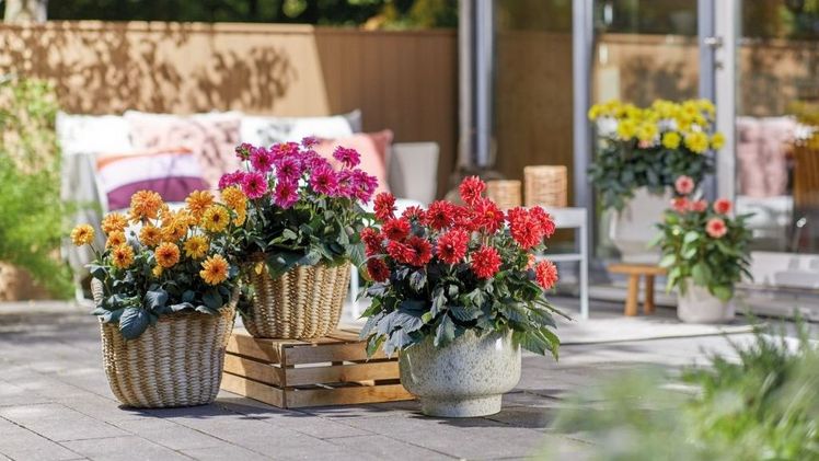 Die neue insektenfreundliche Dahlia-Serie „Revelation“ von Dümmen Orange erstrahlt in ausdauernder Farbenpracht, kombiniert mit der Leichtigkeit und Natürlichkeit des Sommers. Die halbgefüllten, großen Blüten überzeugen in fünf frischen Farben. Die mittelfrühen und einheitlichen Sorten der Serie präsentieren sich hervorragend in jedem Garten, auf Balkon und Terrasse und sie eignen sich darüber hinaus sehr gut für die Landschaftsgestaltung. Bild: Dümmen Orange.