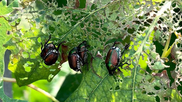 Popillia japonica. Bild: Mauro Jermini, Agroscope.