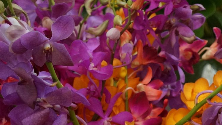 Schnittorchideenproduzent Mykali Orchids Int. B.V. aus Bleiswijk ist in finanziellen Schwierigkeiten. Bild: GABOT.