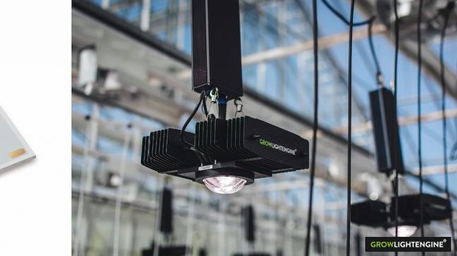 Citizen Electronics wird Valoyas Know-how im Bereich der Spektrum-Technologie anwenden, um seine COB (Chip on Board)-LED-Produkte für die Gartenbauindustrie zu stärken. Bild: Citizen Electronics.