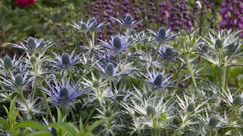 Heavy Metal: Das Garten-Mannstreu (Eryngium zabelii) spielt die E-Gitarre im Blütenorchester. Aufs Headbangen verzichtet es freundlicherweise und kommt auch nach langen Partys ohne Stütze aus. Bild: GMH/Erich Luer.