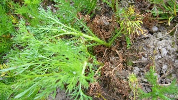 Krankheitssymptome von Rhexocercosporidium sp. nov. Bild: Katja Sommerfeld.