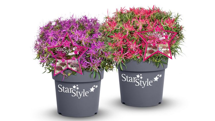 Azalee StarStyle®: Bild: StarStyle.