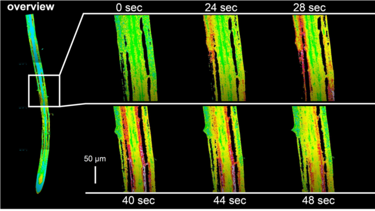 Als unmittelbare Reaktion auf erhöhte Salzkonzentrationen erhöht sich die Kalziumkonzentration im Zytosol einer spezifischen Gruppe von Zellen innerhalb einer Minute. Darstellung in Falschfarben; rot (höchste Konzentration) > gelb > grün > blau. Bild: AG Kudla.