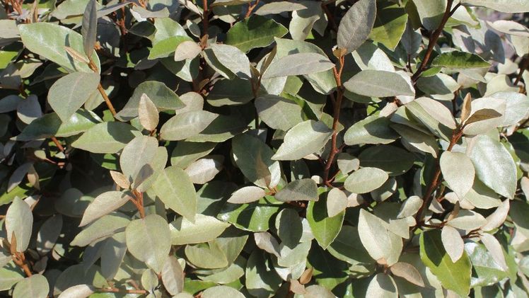 Elaeagnus ebbingei- Martens Neuheit im Herbstsortiment. Bild: Baumschule Martens.