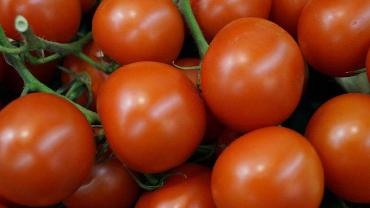Der Wert der importierten Tomaten sank gegenüber Dezember 2021 um 9,0% auf 36,4 Mio. Euro. Bild: GABOT.