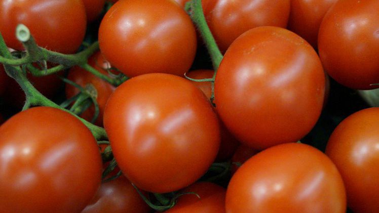 Ein Team der Technischen Universität München (TUM) hat untersucht, welche Erdbeer- oder Tomatensorten weniger Allergene enthalten als andere und inwieweit Anbau- oder Zubereitungsmethoden mitspielen. Bild: GABOT.