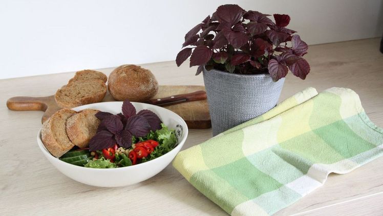 Bio-Perilla Shiso rot ist eine noch unbekannte Pflanze bei uns. Bild: Blu-Blumen GbR.