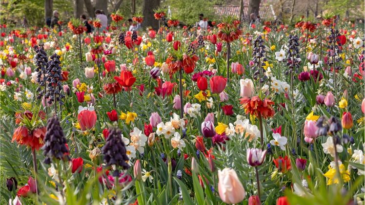 Ein malerisches Finale: JUB Hollands blühendes Meisterwerk im Keukenhof 2025. Bild: JUB Holland.