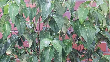 Cornus kousa 'Flower Tower. 'Bild: GABOT.